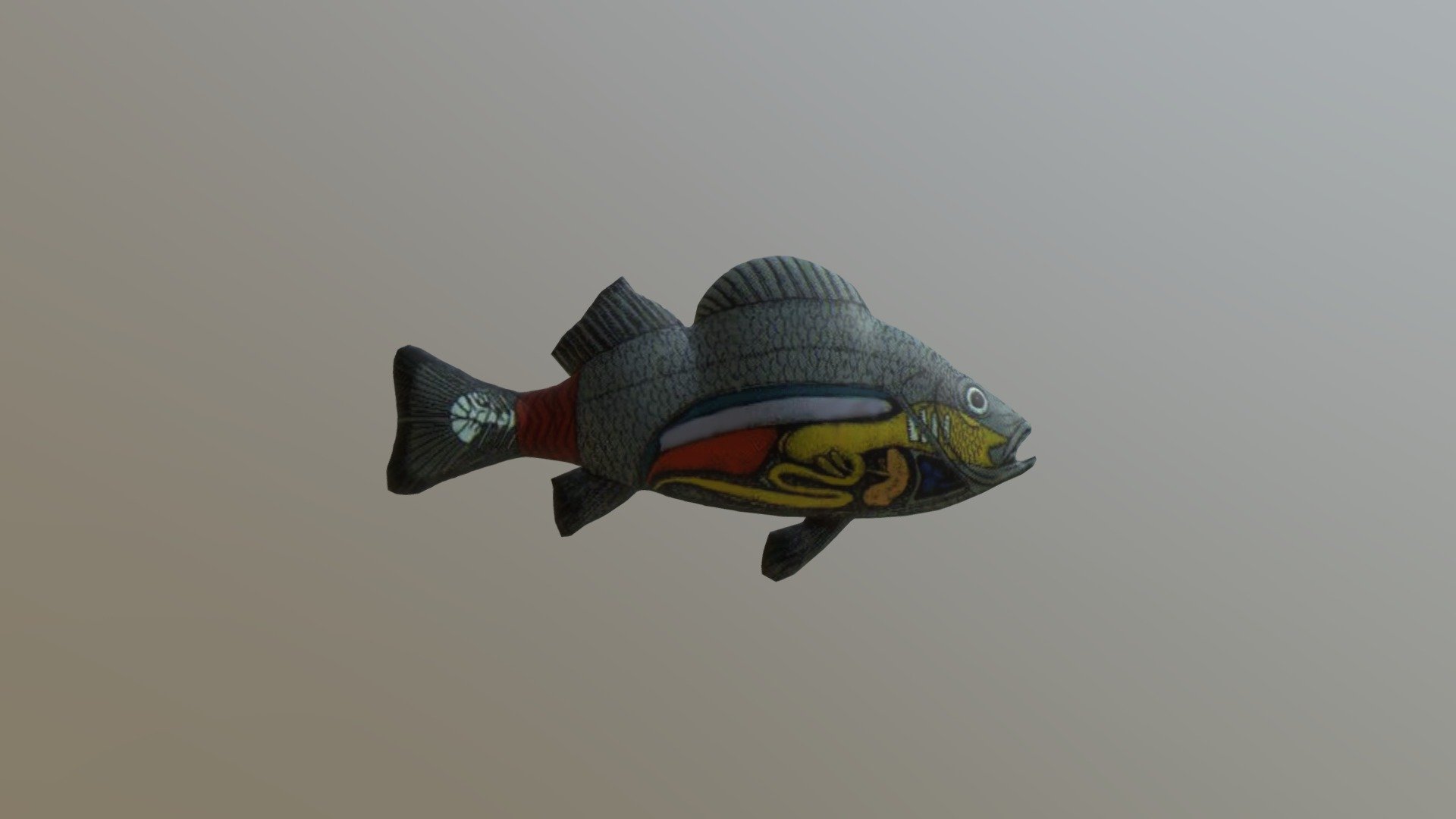 Sistem Pencernaan Ikan 3D By Oki Siwi