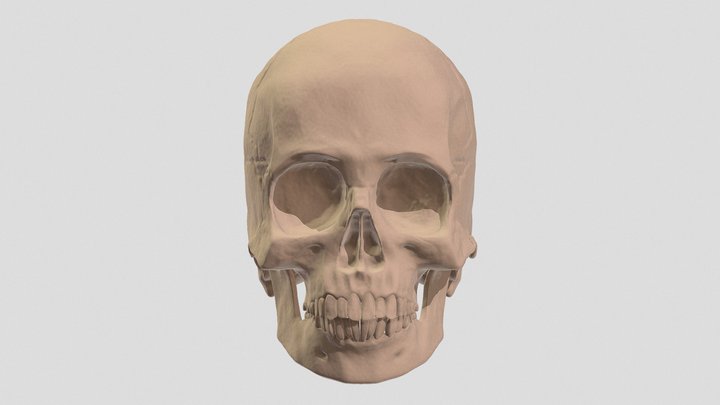 Skull (Female) 3D Model