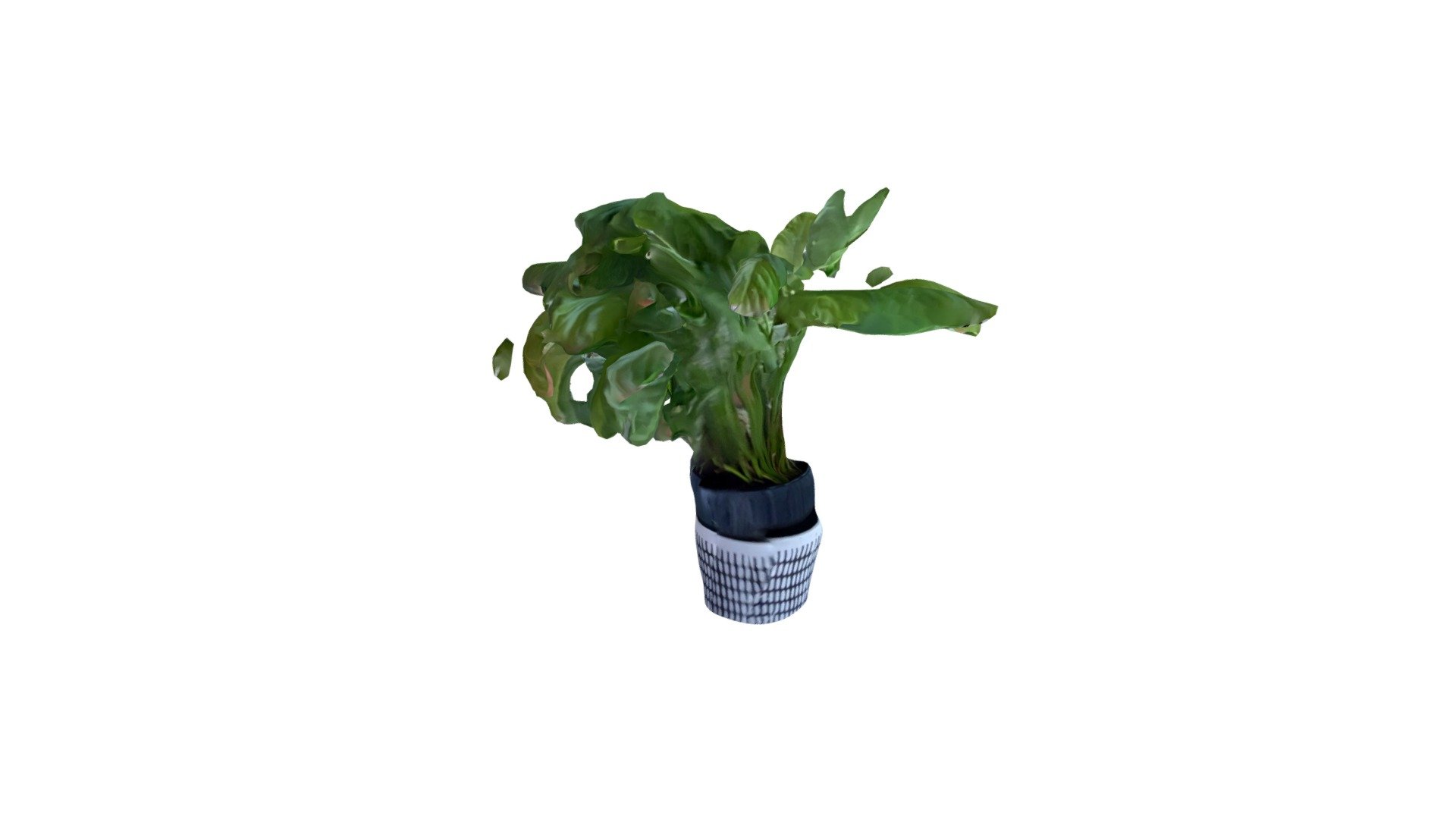 PLANT