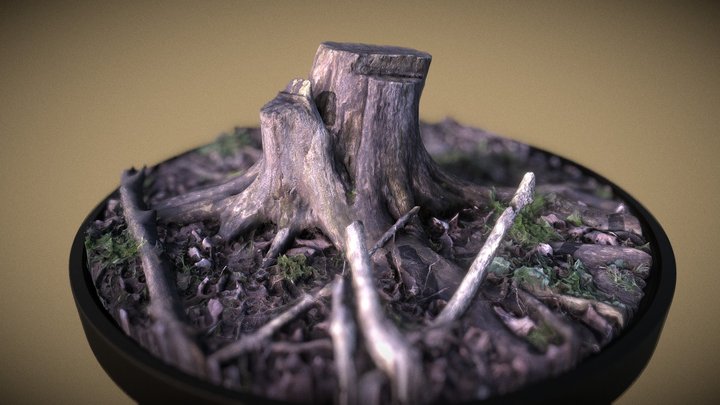 Root photogrammetry 3D Model