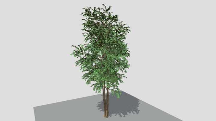 Griffith's ash シマトネリコ 3D Model