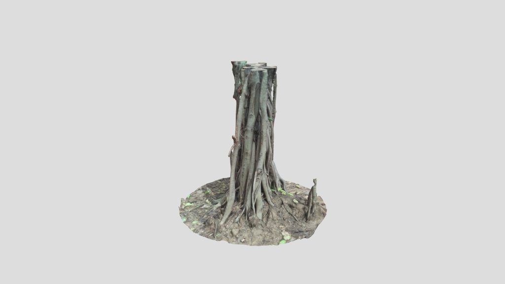 Banyan Tree Trunk With Roots