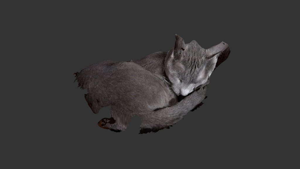 Kosmo Sleeping Cat Scan