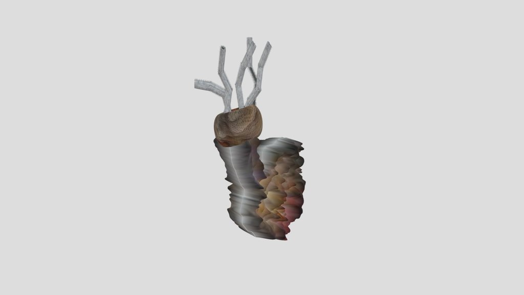 Zombie Worm- Annelid-polycheat