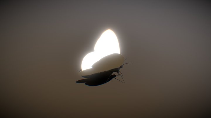 fly 3D Model