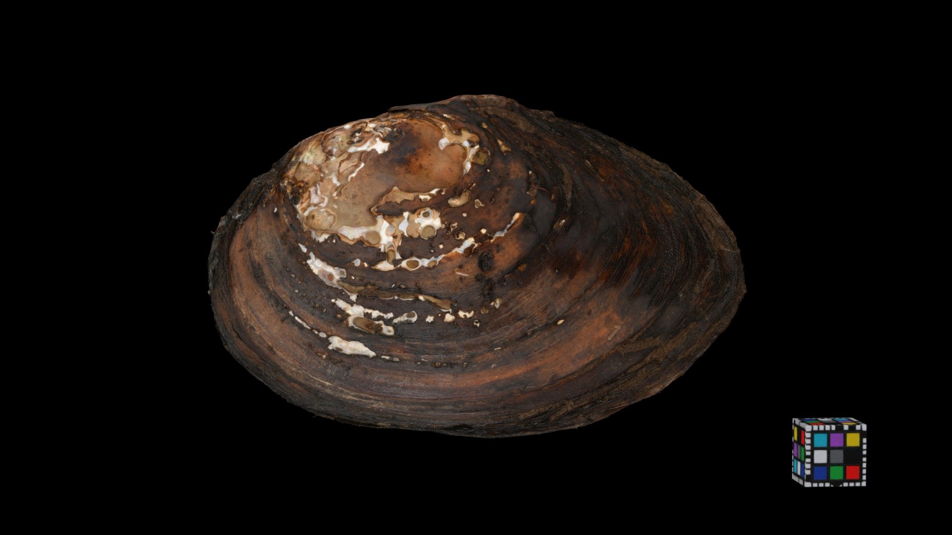 キタノタガイ Pond Mussel, Beringiana gosannensis
