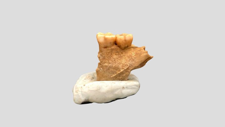 New Qlone 3D Model