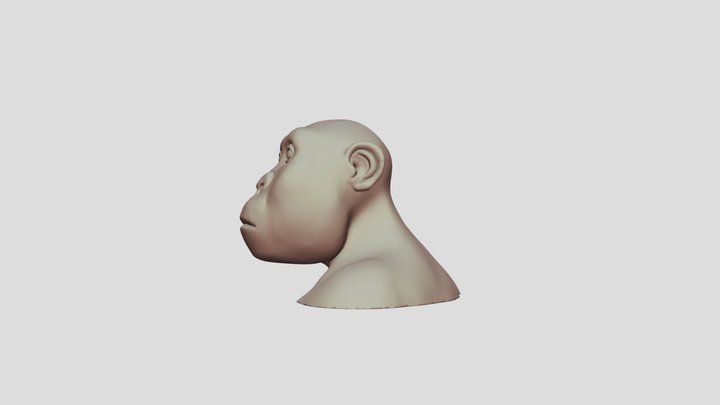 Paranthropus Boisei bust 3D Model