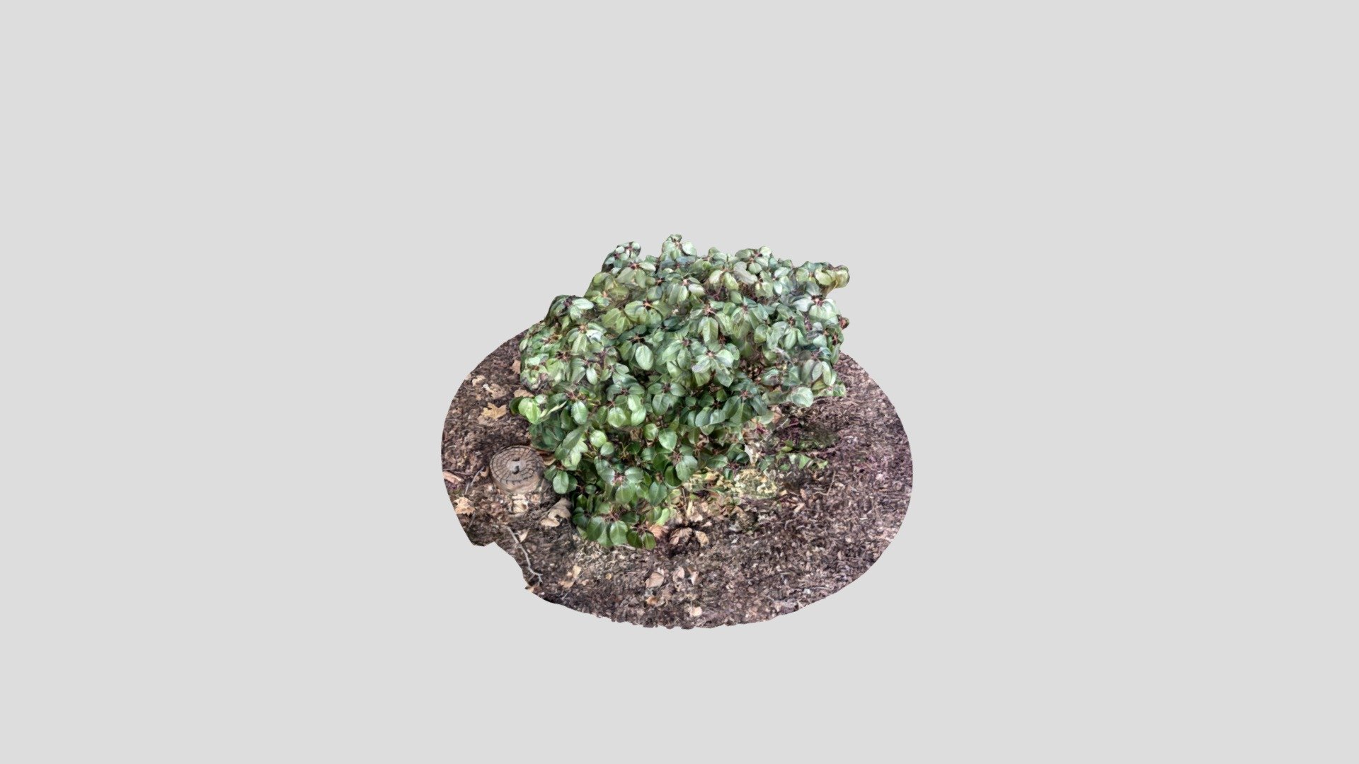 littlebushnomi