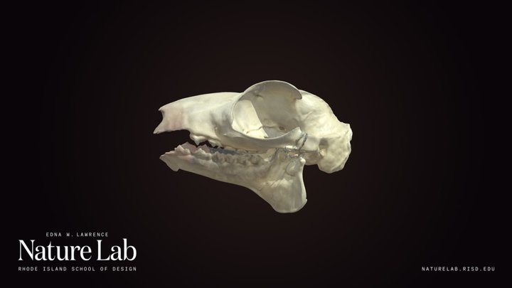 Sunda Flying Lemur skull