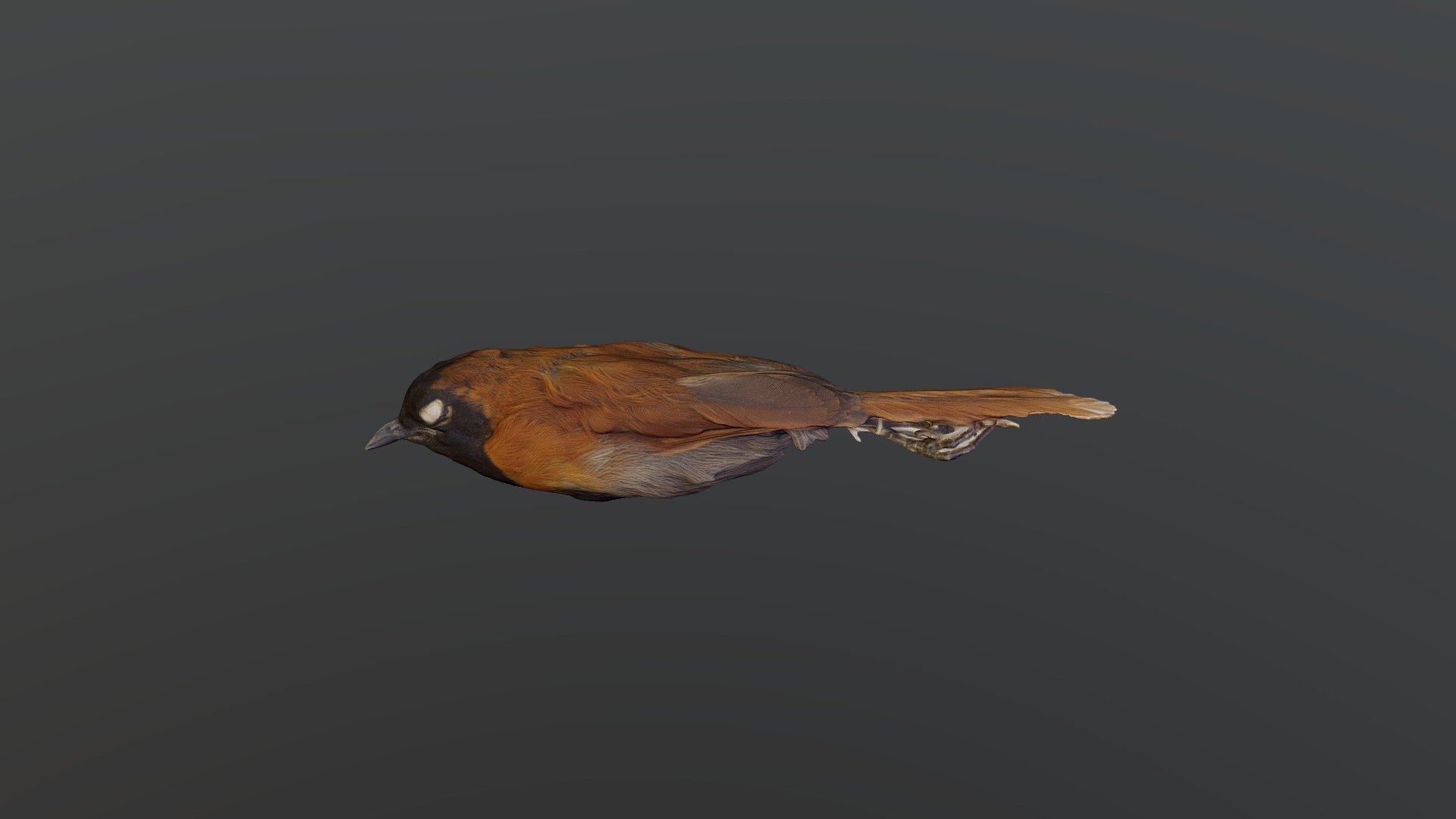 Black-faced Rufous-Warbler - Bathmocercus