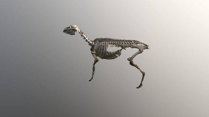 Deer Bones, Half Body 3D Model