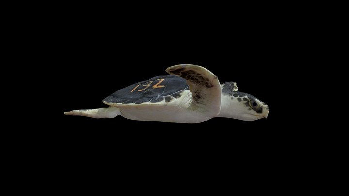 Model 51 - Kemps Ridley Sea Turtle (with ID) – Modelo 3D gratuito STL
