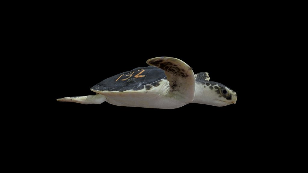 Model 51 - Kemps Ridley Sea Turtle (with ID)
