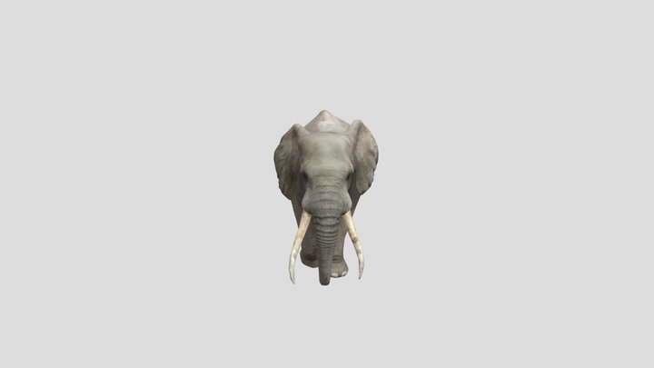 African Bush Elephant 3D Model