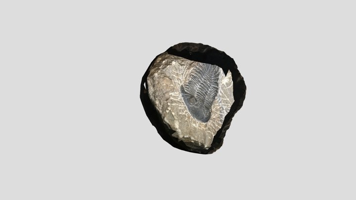 Trilobite 3D Model