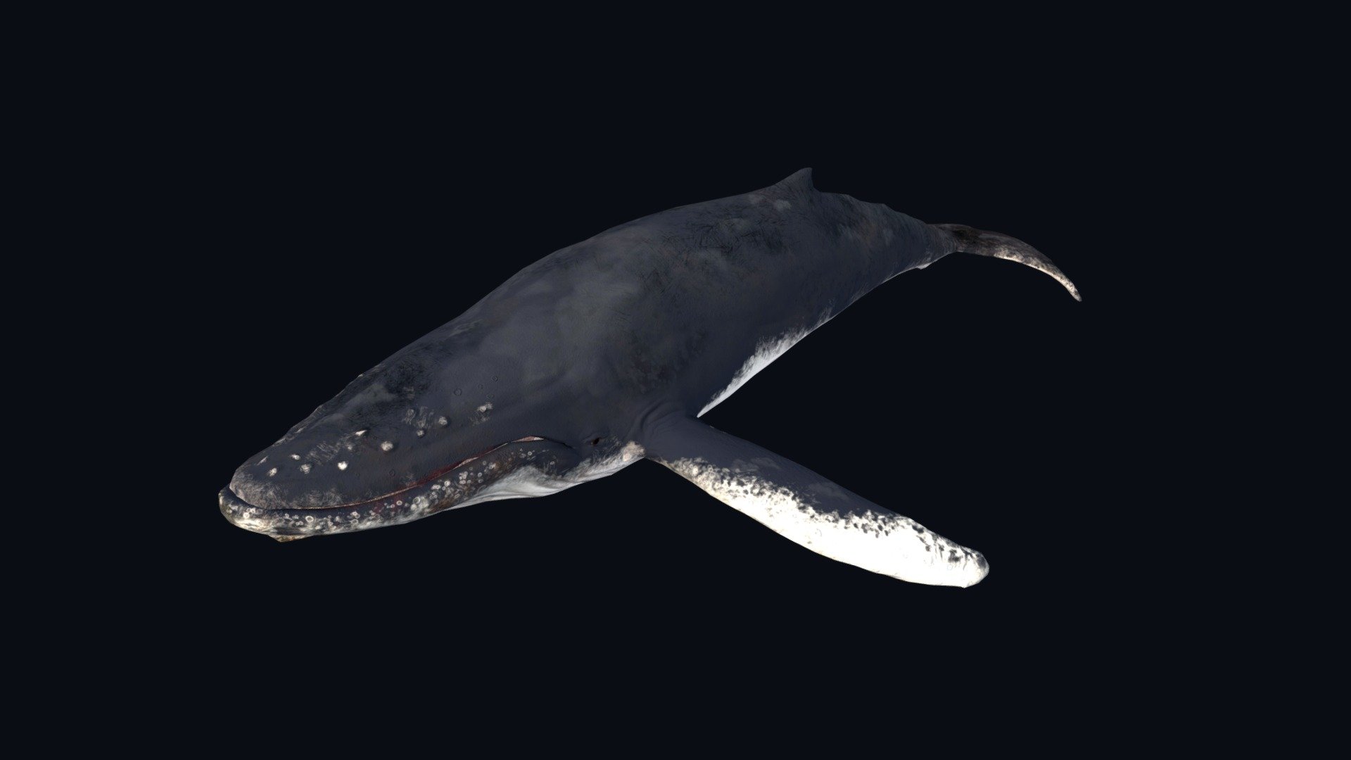 Humpback Whale - 3D model by BIOZONE [a0faa81] - Sketchfab