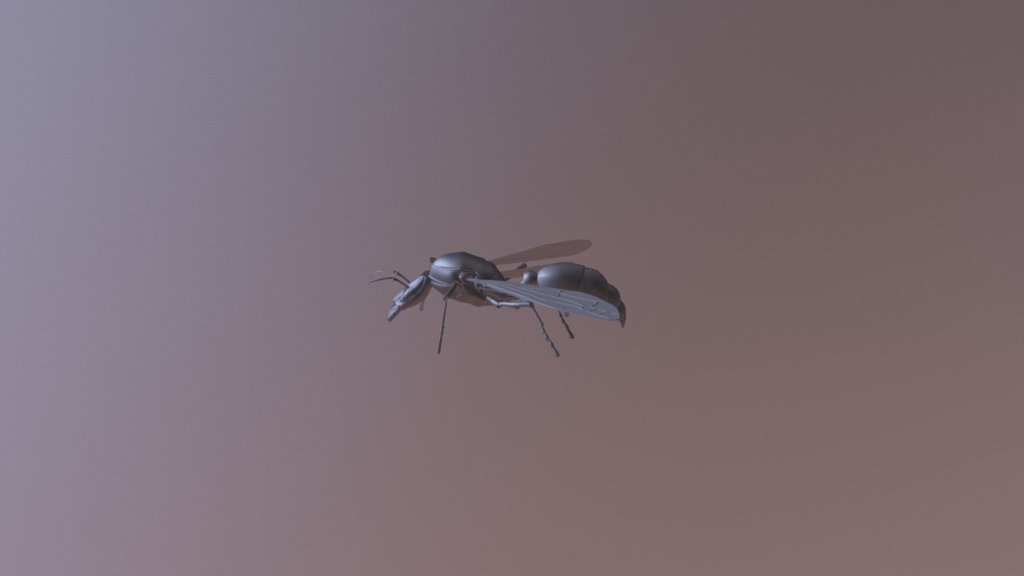 Synoeca(Warrior Wasp)
