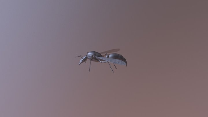 Synoeca(Warrior Wasp) 3D Model