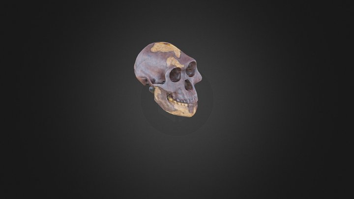 Lucy VRML 3D Model