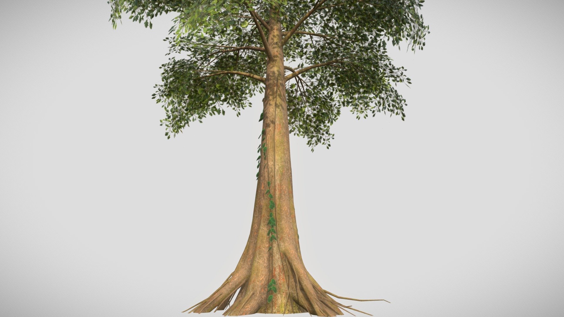 Jungle Tree 3D model by Math_Fry (Frydman.M) [a0ffd0e] Sketchfab