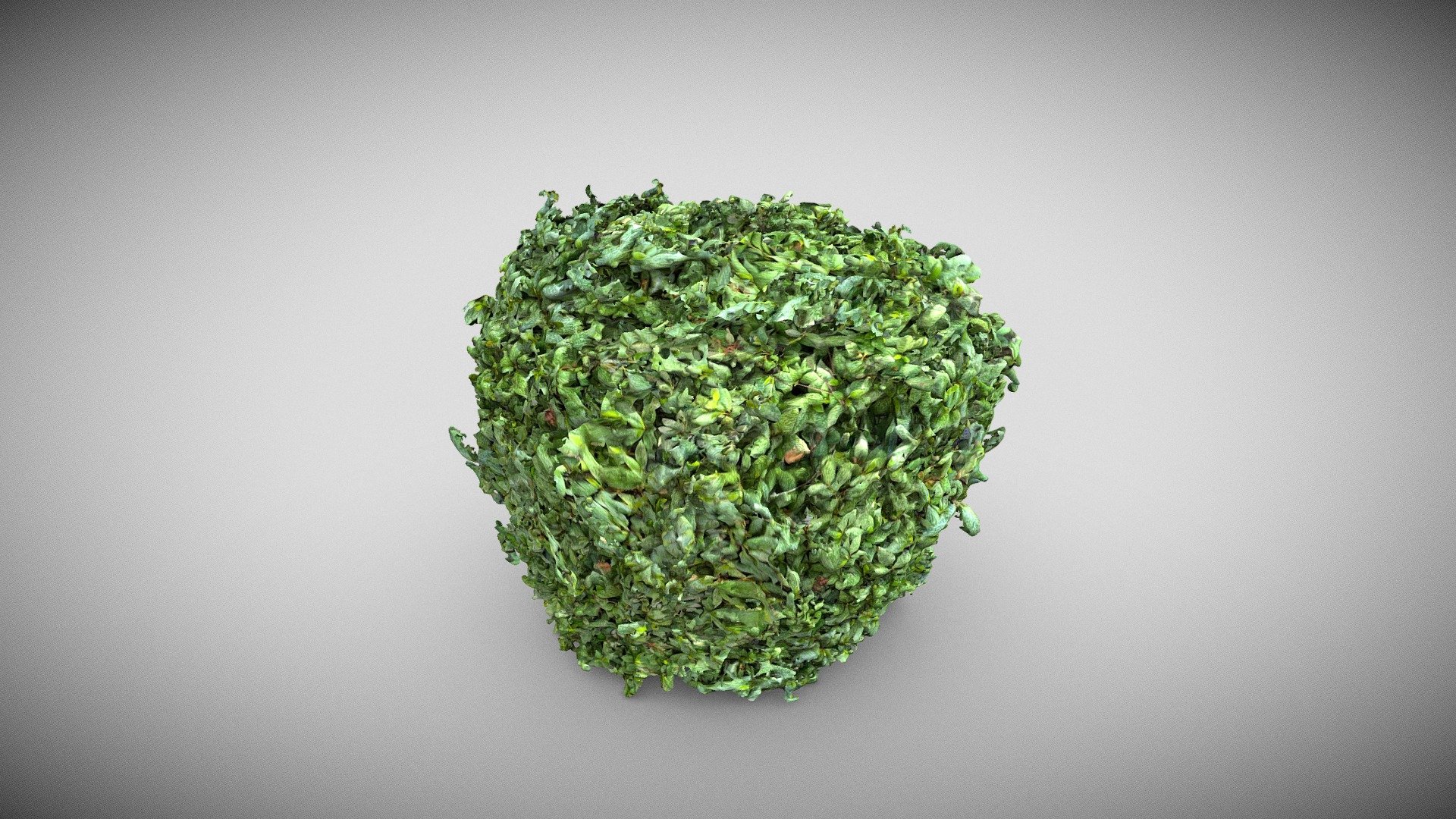 Azalea Plant - Re-created from 3d lidar scan