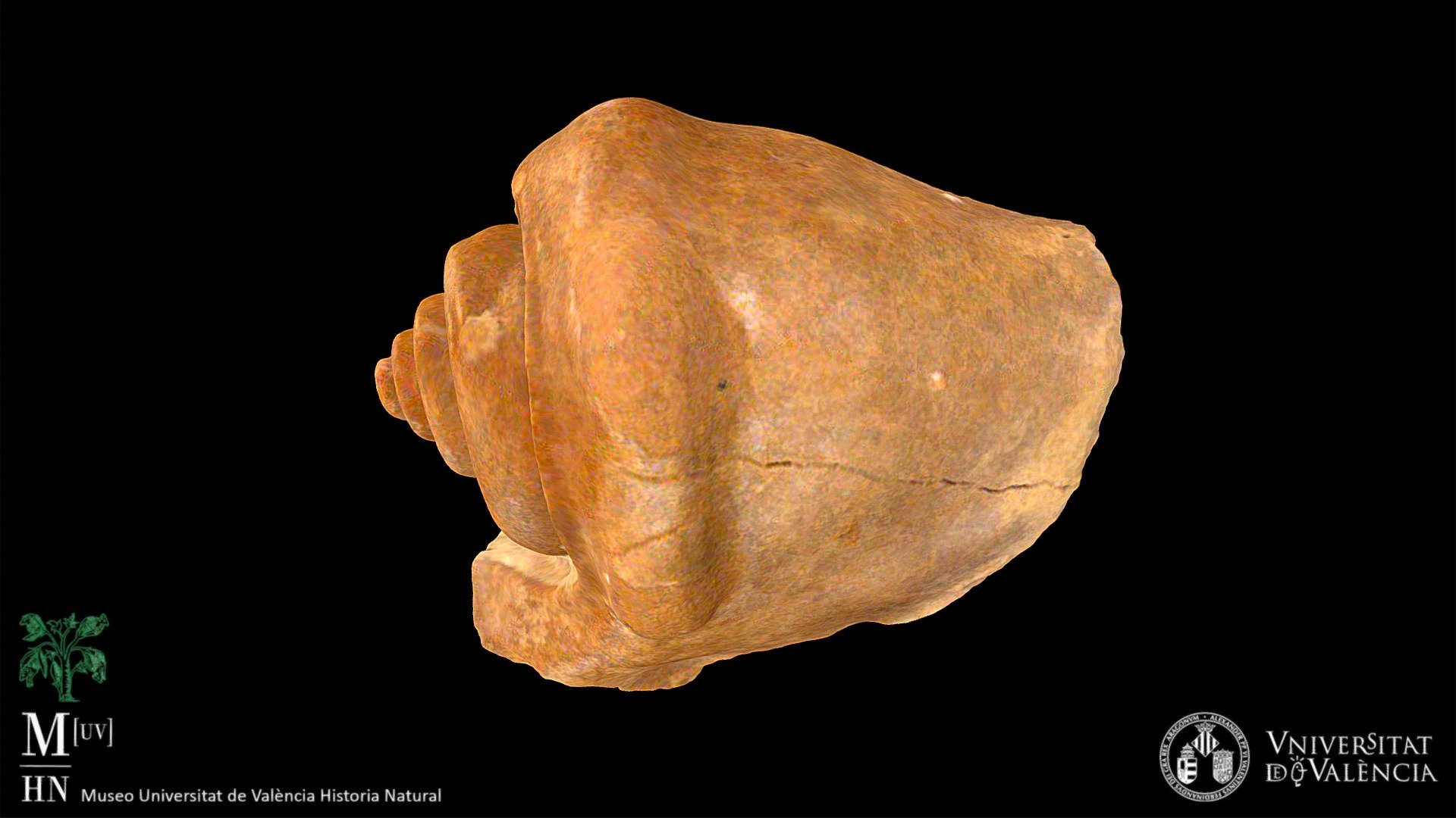 Gasterópodo Strombus sp