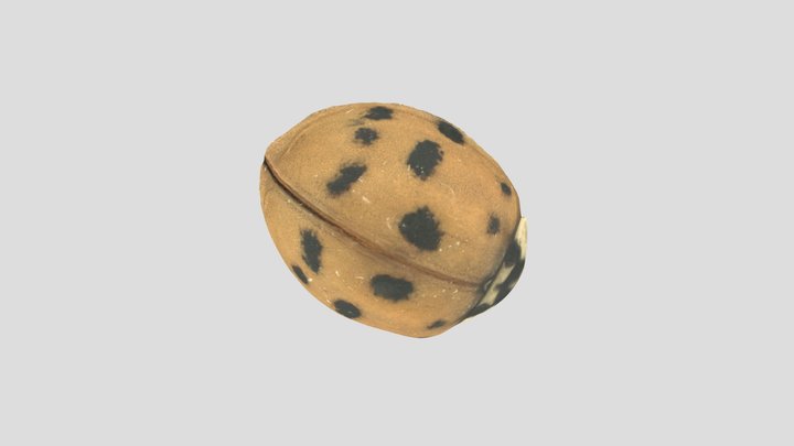 Ladybug with missing leg :( 3D Model