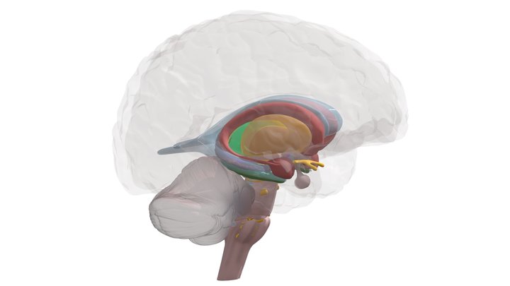 CSD 1237: Basal Forebrain 3D Model