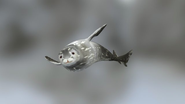 Weddell Seal 3D Model