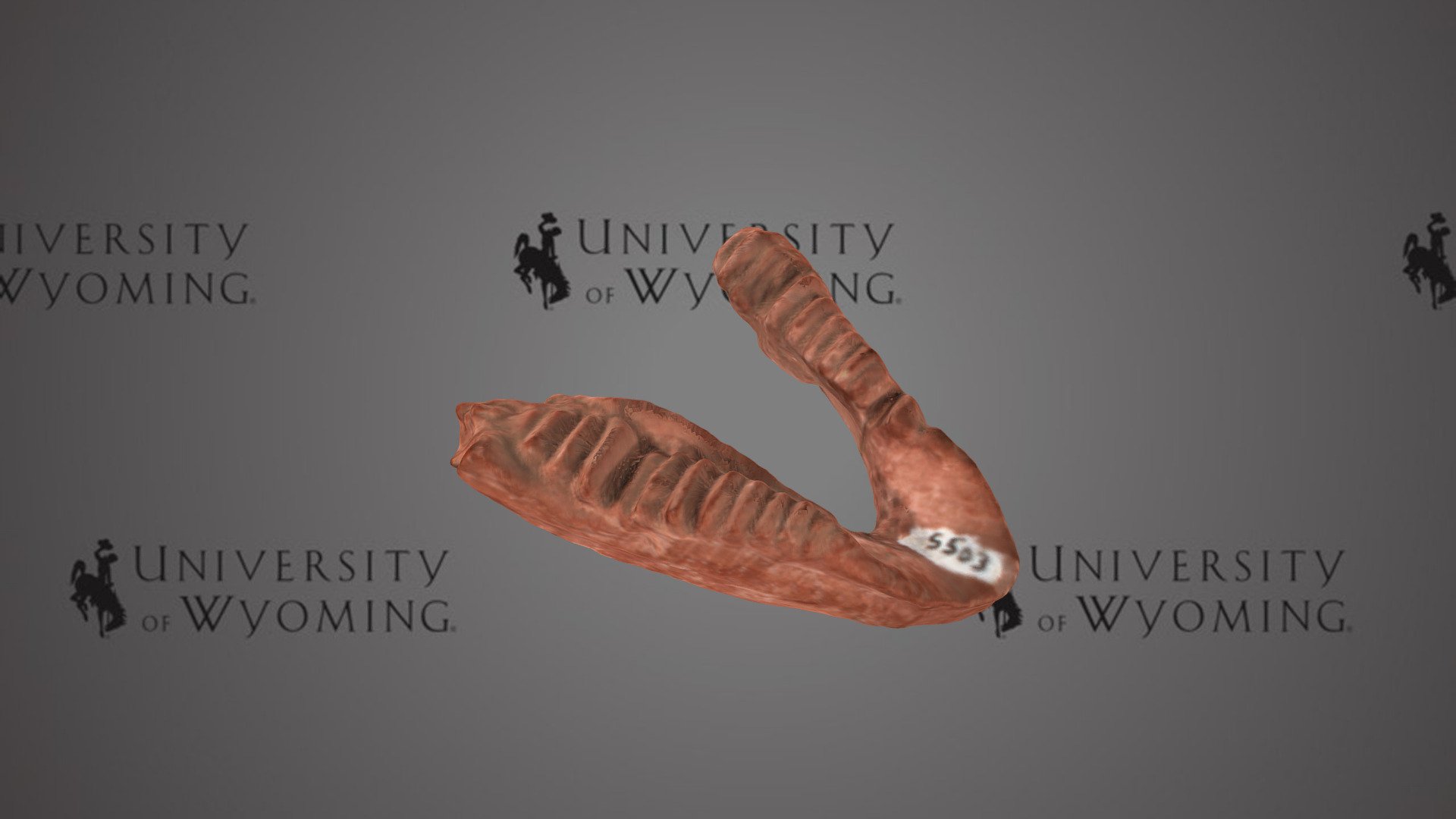 UW5503 - Trilophosaurus sp., Dentary