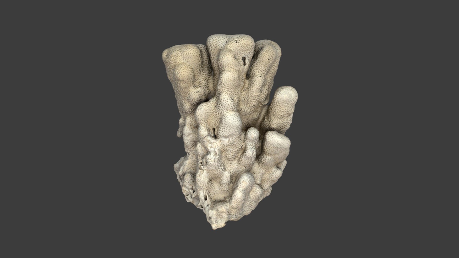 Psammocora columna