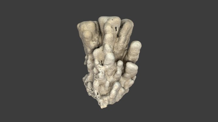 Psammocora columna