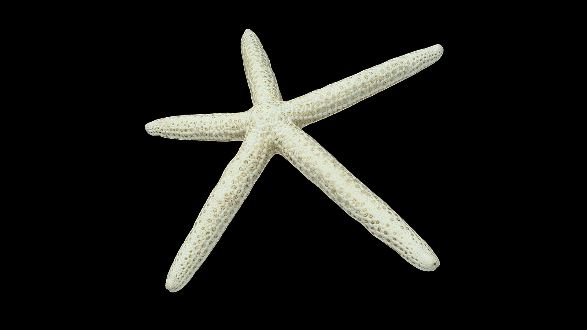 3D model White Finger Starfish - This is a 3D model of the White Finger Starfish. The 3D model is about a starfish on a black background.