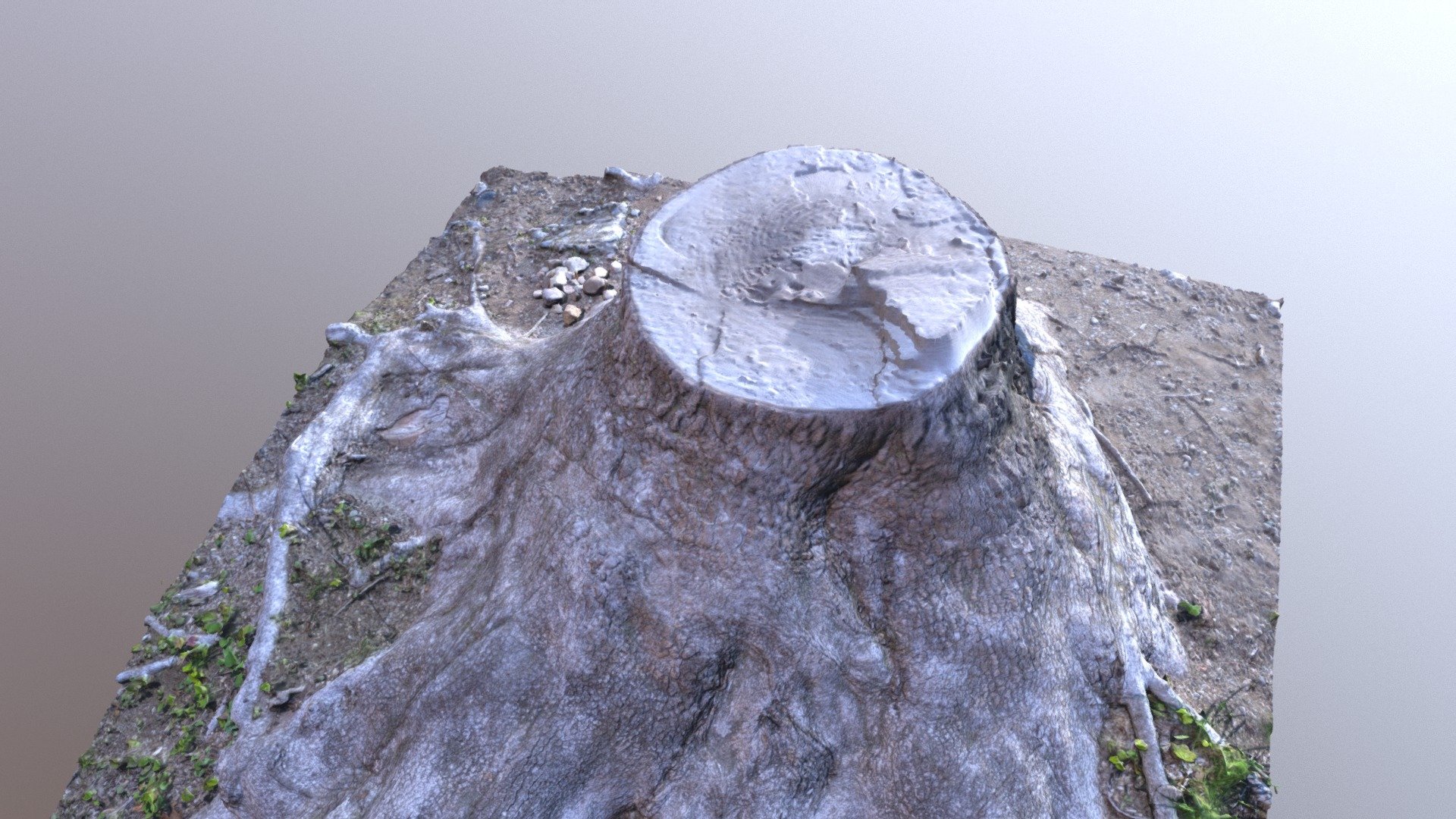 Tree Stump(Reality Capture)
