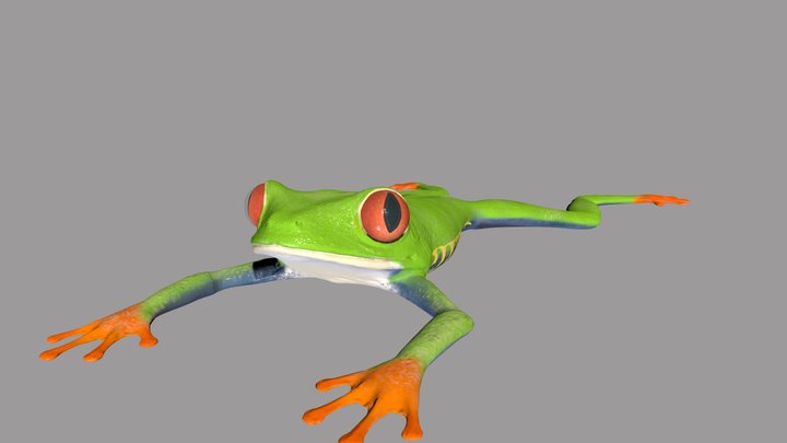 Tree Frog 3D Model
