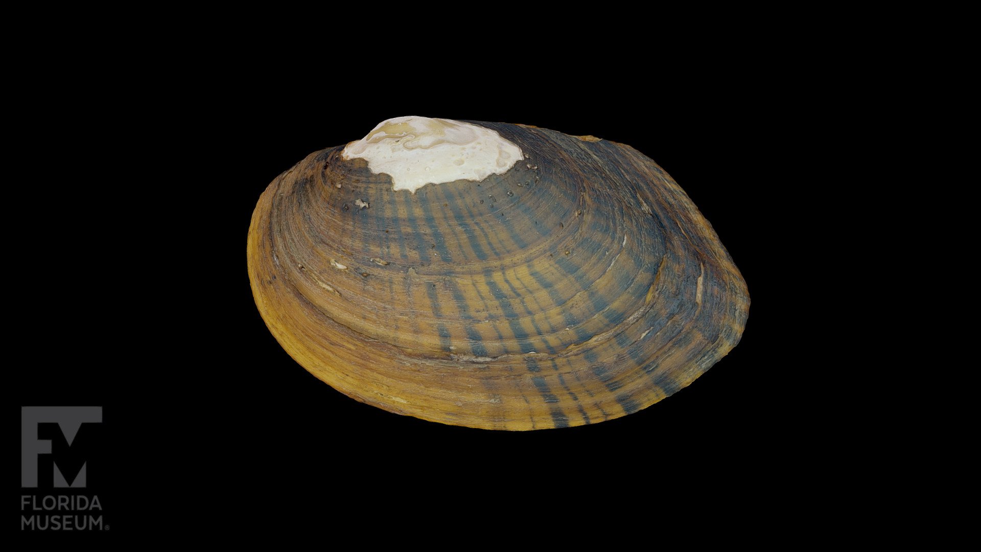 Finelined pocketbook Freshwater Mussel 3D model by FloridaMuseum
