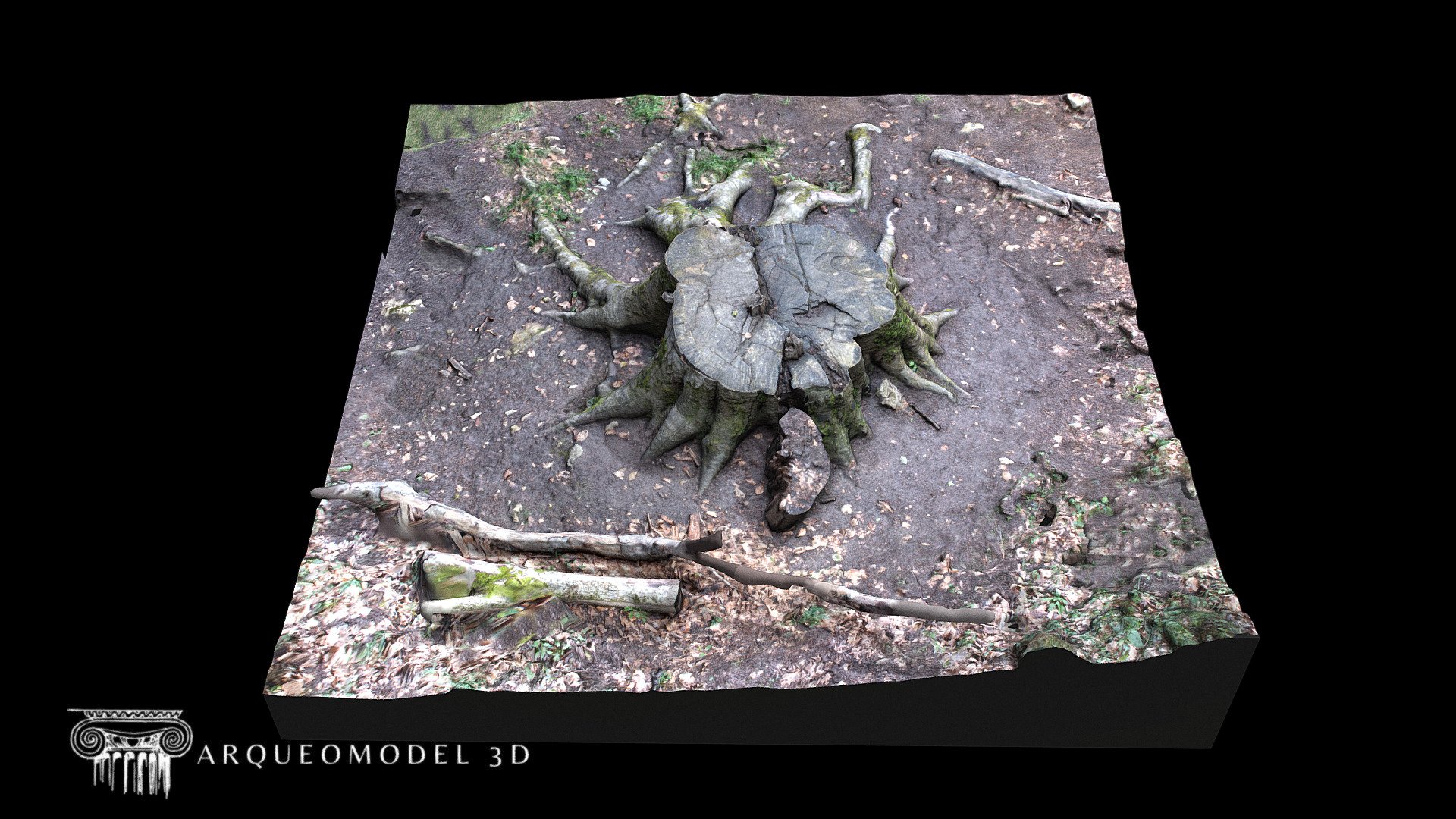 Nacedero Urederra - Tronco arbol.