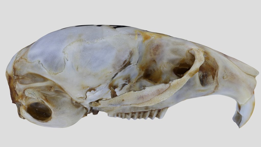UWYMV:Mamm:4126, Phenacomys intermedius, Crania