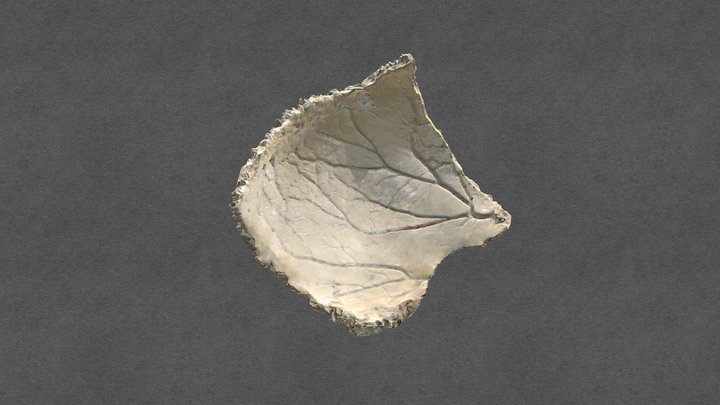 Hueso Parietal/Parietal Bone 3D Model