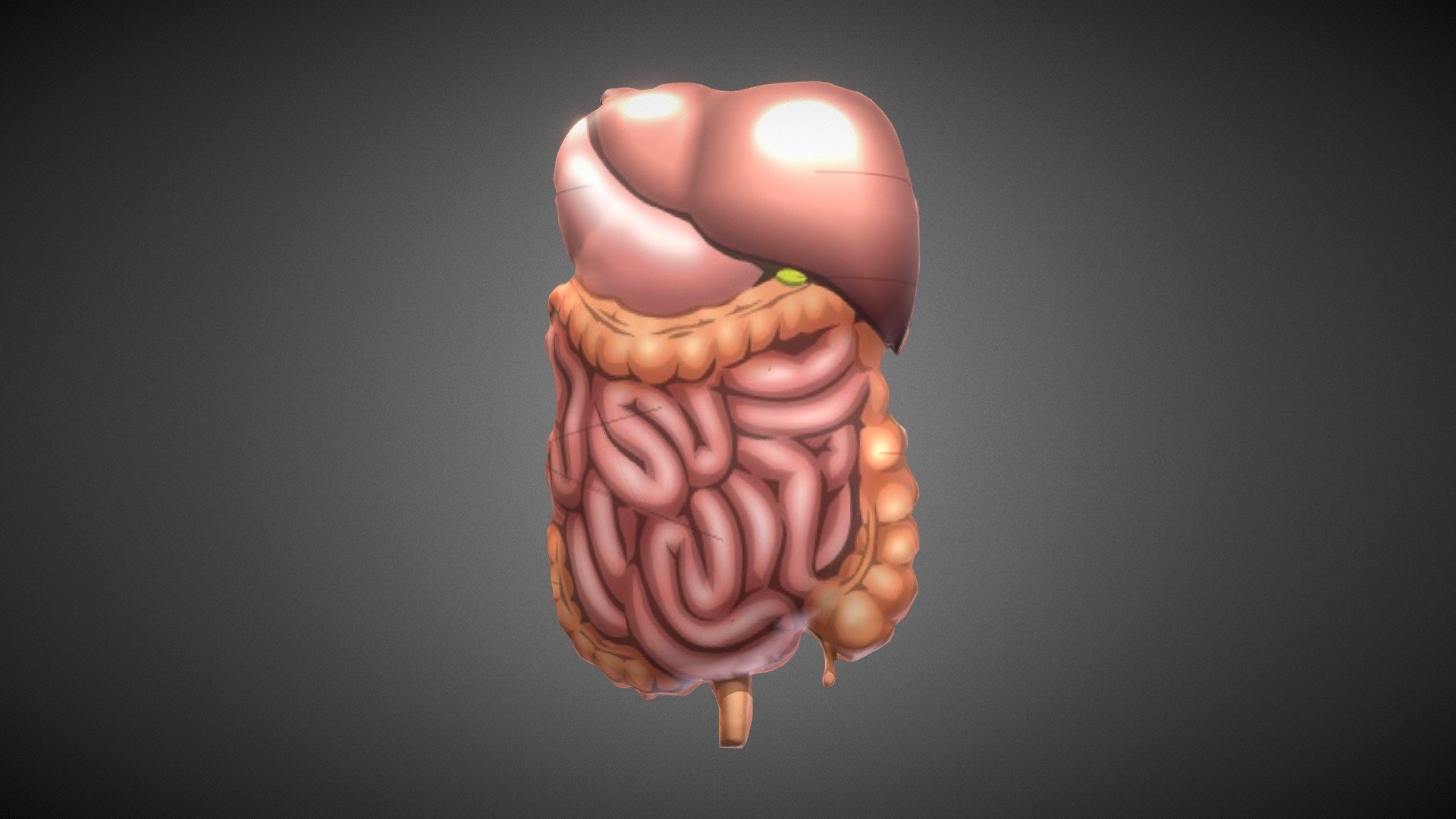 Human Organs 3D Model By Ponco Player U 755 A12f883 Sketchfab 643f50e390d34468a76e05363c46b027