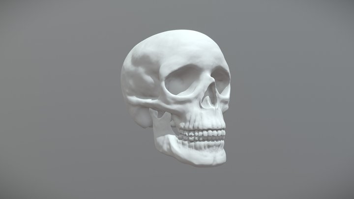 Human Skull 3D Model