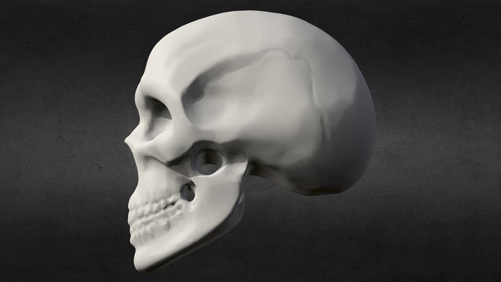 Simplified human skull 💀 3D Model
