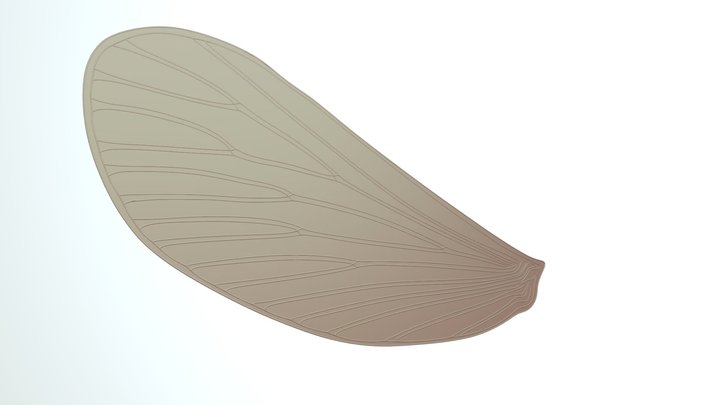 Fly Wing 3D Model