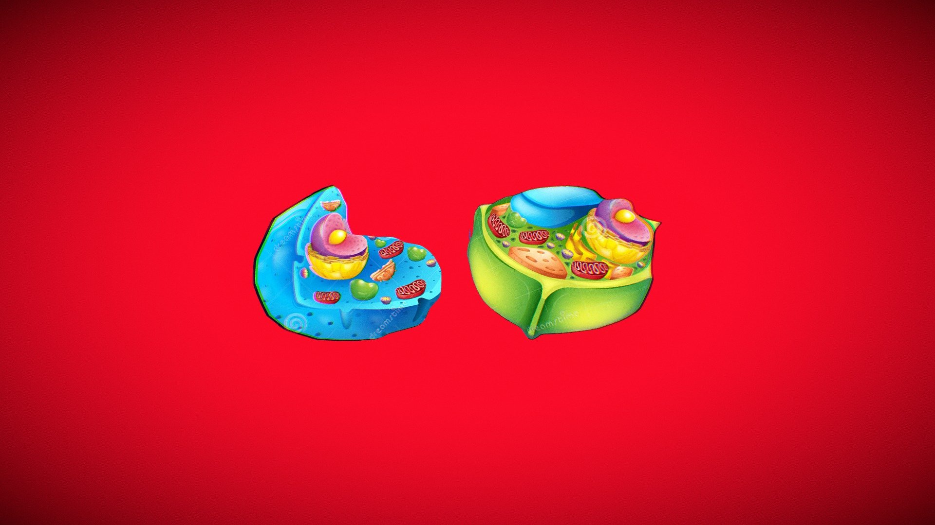 Animal And Plant Cell By Monica Christi