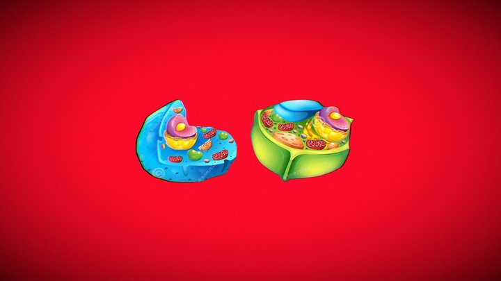 Animal And Plant Cell By Monica Christi 3D Model