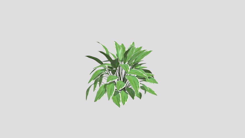 Hosta Plantaginea