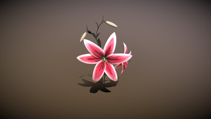 Lilium Stargazer 3D Model
