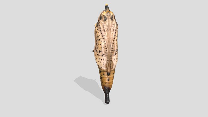 Pupa of Pieris brassicae – Free 3D Model STL