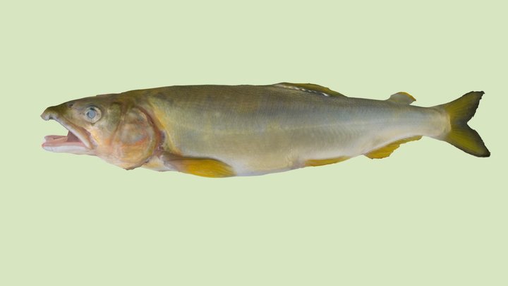 アユ 3D Model